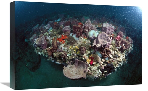 Global Gallery GCS-450955-1624-142 16 x 24 in. Variety of Corals on Re
