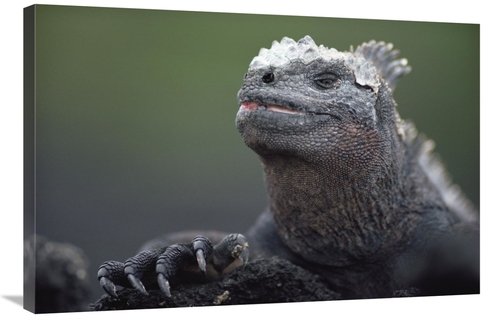 Global Gallery GCS-451154-2436-142 24 x 36 in. Marine Iguana Male with