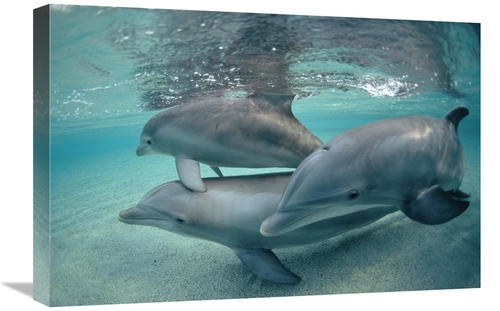 Global Gallery GCS-450669-1624-142 16 x 24 in. Bottlenose Dolphin Unde