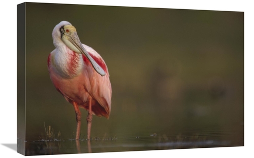 Global Gallery GCS-396497-1624-142 16 x 24 in. Roseate Spoonbill Adult