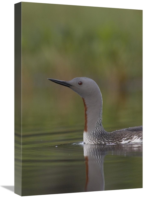 Global Gallery GCS-451939-1624-142 16 x 24 in. Red-Throated Loon in Br