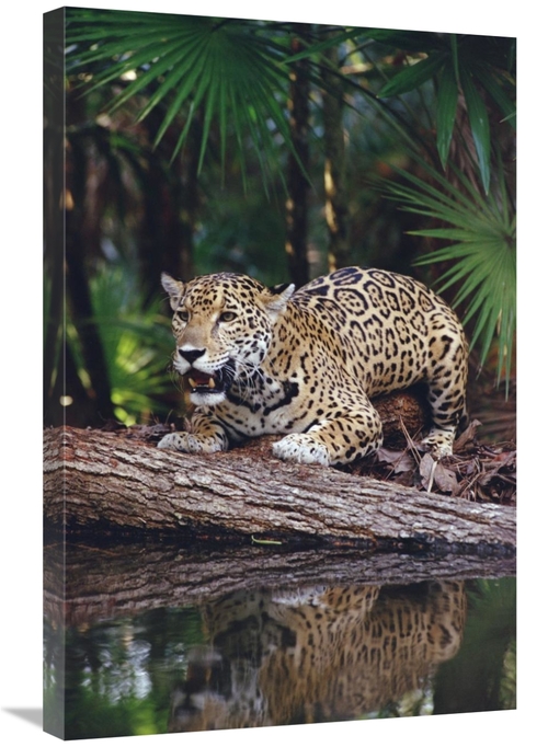 Global Gallery GCS-452757-2030-142 20 x 30 in. Jaguar, Belize Zoo&