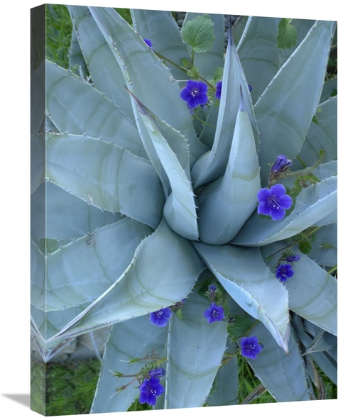 Global Gallery GCS-452213-1824-142 18 x 24 in. Bluebell & Agave, N