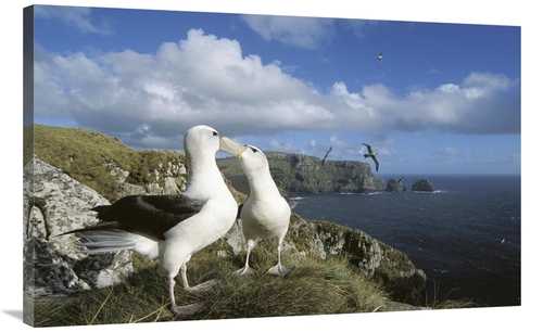 Global Gallery GCS-451594-40-142 40 in. White-Capped Albatross Pair Co