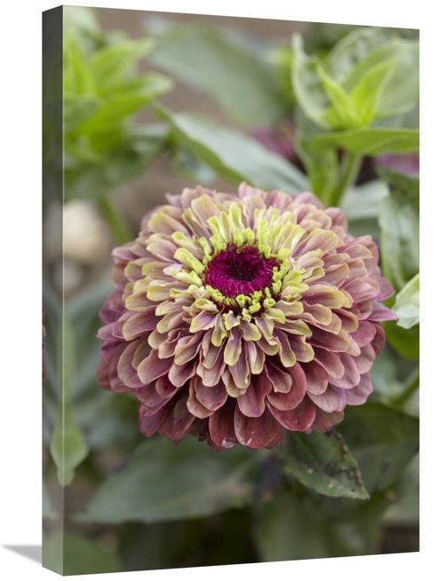 Global Gallery GCS-398398-1624-142 16 x 24 in. Elegant Zinnia Queen Re