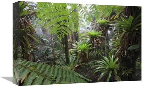 Global Gallery  12 x 18 in. Bromeliad & Tree Fern At 1600 Meters Altit