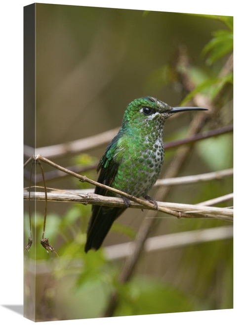 Global Gallery GCS-397362-1624-142 16 x 24 in. Green-Crowned Brilliant