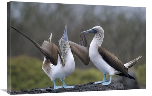 Global Gallery GCS-451381-2436-142 24 x 36 in. Blue-Footed Booby Pair 
