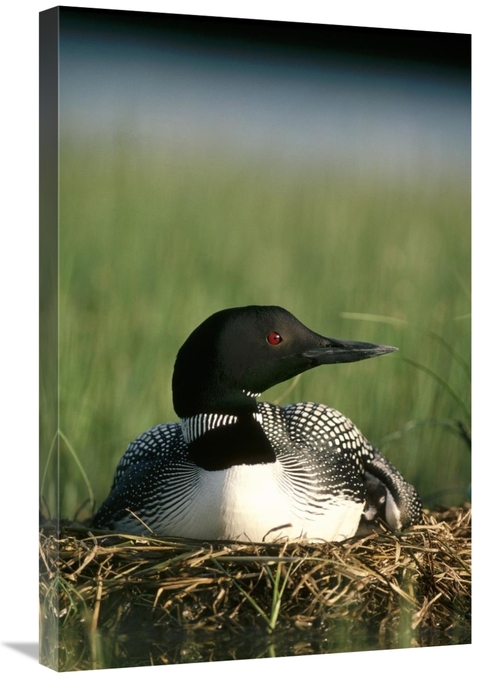 Global Gallery GCS-451856-2030-142 20 x 30 in. Common Loon on Nest wit