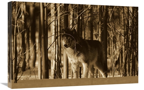 Global Gallery GCS-453694-2030-142 20 x 30 in. Timber Wolf Camouflaged