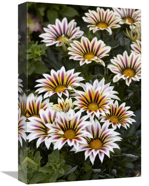 Global Gallery GCS-398397-1218-142 12 x 18 in. Gazania Big Kiss White 