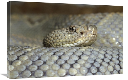 Global Gallery GCS-395756-2030-142 20 x 30 in. Aruba Rattlesnake Portr