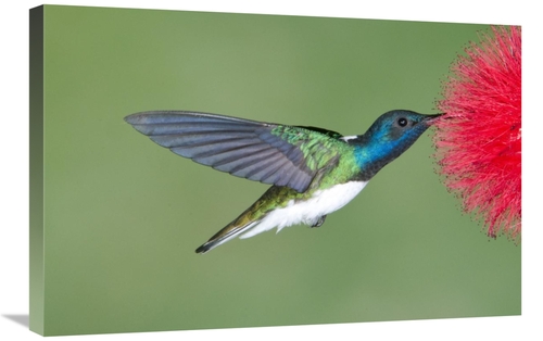 Global Gallery GCS-397415-2030-142 20 x 30 in. White-Necked Jacobin Hu