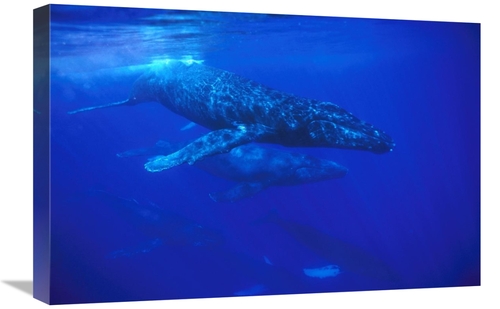 Global Gallery GCS-451032-1624-142 16 x 24 in. Humpback Whale Pod Trav