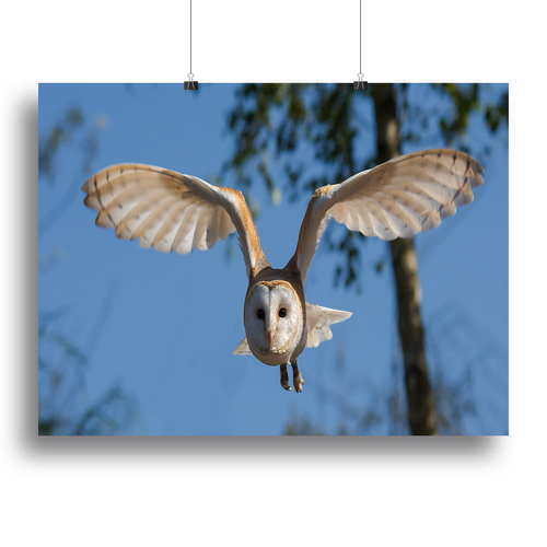 Barn Owl Canvas Print or Poster