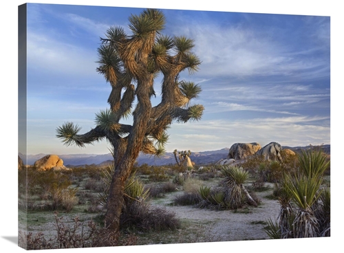 Global Gallery GCS-396325-2432-142 24 x 32 in. Joshua Tree, Joshua