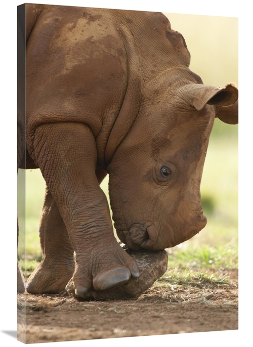 Global Gallery GCS-395500-2436-142 24 x 36 in. White Rhinoceros Calf P