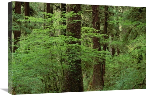 Global Gallery GCS-452867-2030-142 20 x 30 in. Western Hemlock in Old 