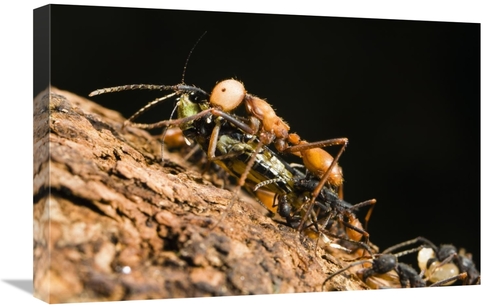 Global Gallery GCS-452688-1624-142 16 x 24 in. Army Ant Carrying Crick