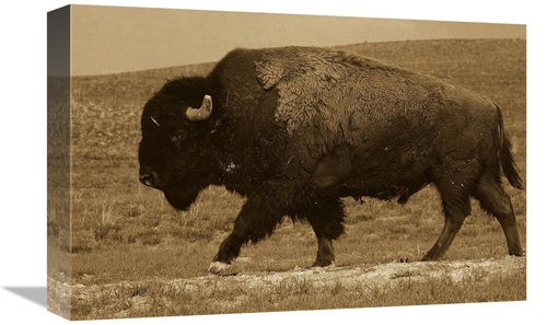 Global Gallery GCS-453716-1218-142 12 x 18 in. American Bison Male&#44