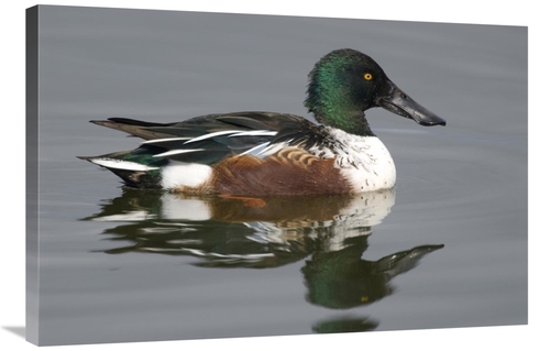 Global Gallery GCS-397417-2436-142 24 x 36 in. Northern Shoveler Male 