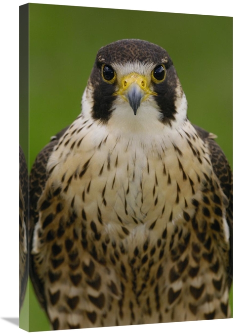 Global Gallery GCS-453104-2030-142 20 x 30 in. Peregrine Falcon Portra