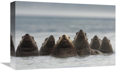 Global Gallery GCS-397995-1218-142 12 x 18 in. Stellers Sea Lion Group