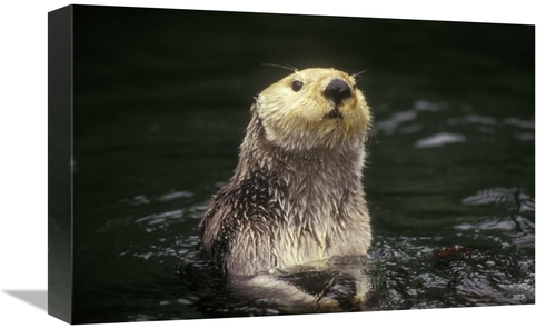 Global Gallery GCS-452796-1218-142 12 x 18 in. Sea Otter Portrait,