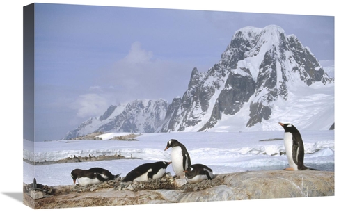 Global Gallery GCS-451280-1624-142 16 x 24 in. Gentoo Penguin Nesting 