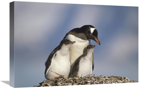 Global Gallery GCS-452913-1624-142 16 x 24 in. Gentoo Penguin Parent w