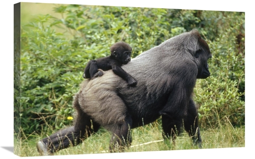 Global Gallery GCS-398508-2030-142 20 x 30 in. Western Lowland Gorilla