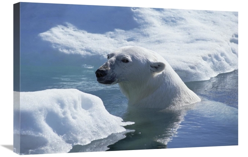 Global Gallery GCS-450943-2030-142 20 x 30 in. Polar Bear About to Hau