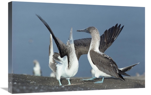 Global Gallery GCS-451096-2030-142 20 x 30 in. Blue-Footed Booby Sky P