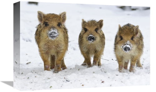 Global Gallery GCS-398060-1218-142 12 x 18 in. Three Wild Boar Piglets
