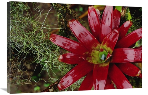 Global Gallery GCS-450704-2436-142 24 x 36 in. Tufted Airplant & Spani