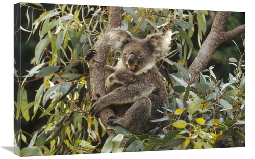 Global Gallery GCS-452881-2030-142 20 x 30 in. Koala Mother & Three Mo