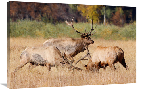 Global Gallery GCS-486467-36-142 36 in. The Second Art Print - Vic Sch