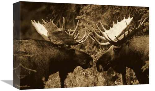 Global Gallery GCS-453675-1218-142 12 x 18 in. Alaska Moose Males Conf