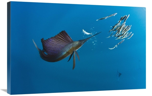 Global Gallery GCS-397925-2436-142 24 x 36 in. Atlantic Sailfish Hunti