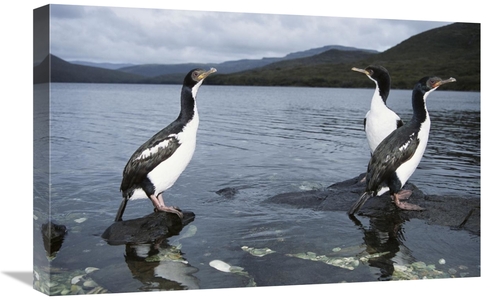 Global Gallery GCS-451585-1624-142 16 x 24 in. Auckland Island Cormora