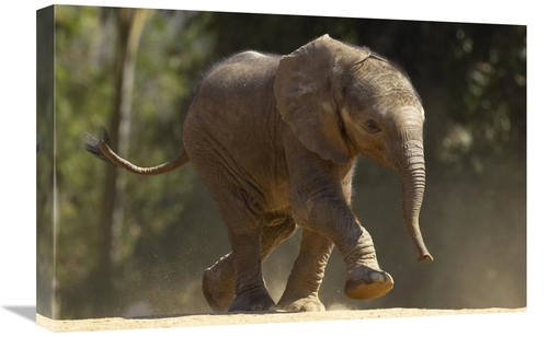 Global Gallery GCS-450882-1624-142 16 x 24 in. African Elephant Calf W