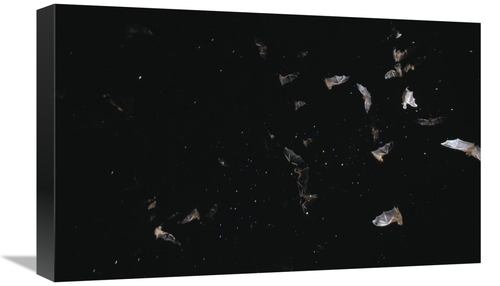 Global Gallery GCS-452520-22-142 22 in. Bats Flying Against Starry Nig