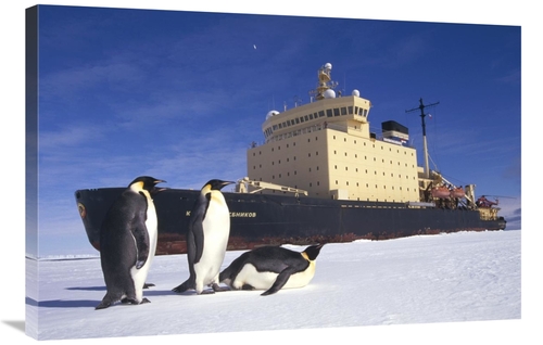 Global Gallery GCS-451073-2436-142 24 x 36 in. Emperor Penguin Trio & 