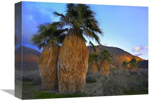 Global Gallery GCS-396211-1216-142 12 x 16 in. Real Fan Palm Anza-Borr