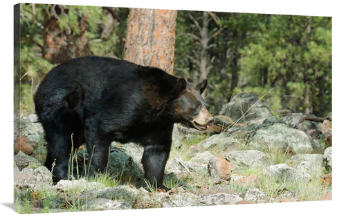 Global Gallery GCS-486434-44-142 44 in. A Rocky Path Art Print - Vic S