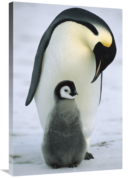 Global Gallery GCS-452317-2436-142 24 x 36 in. Emperor Penguin Parent 