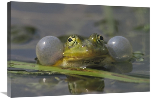Global Gallery GCS-452280-2436-142 24 x 36 in. Edible Frog Croaking in