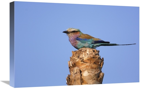 Global Gallery GCS-453267-1624-142 16 x 24 in. Lilac-Breasted Roller P