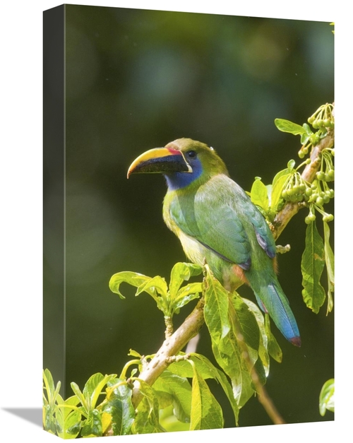 Global Gallery GCS-397264-1218-142 12 x 18 in. Emerald Toucanet, C