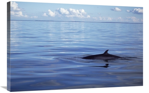 Global Gallery GCS-451023-2436-142 24 x 36 in. Common Minke Whale Dors